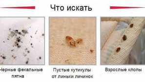 Хто живе в постільні речі, якщо відповідь є помилками, вам не пощастило